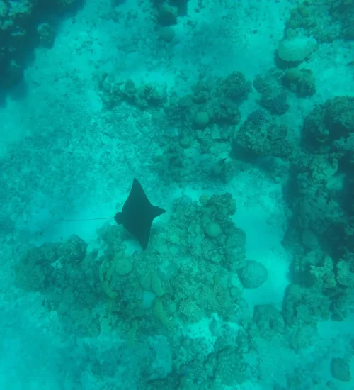 eagleray-Copy
