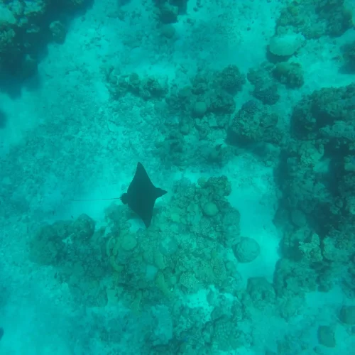 eagleray