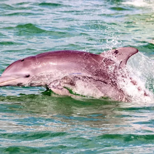 Holbox Island day tour â€” pristine beach and tropical scenery