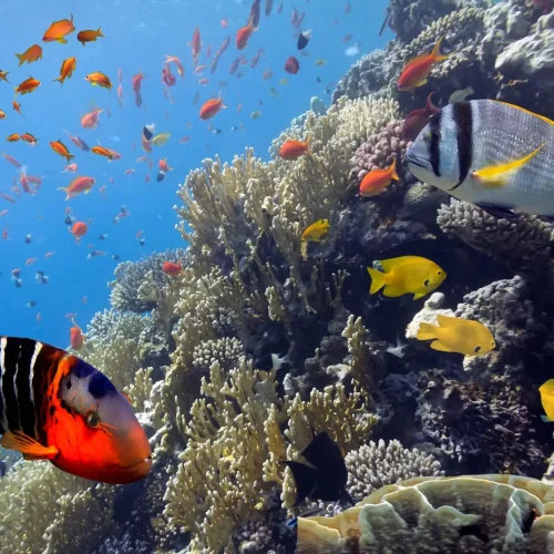 mexican-caribbean-snorkeling-tour