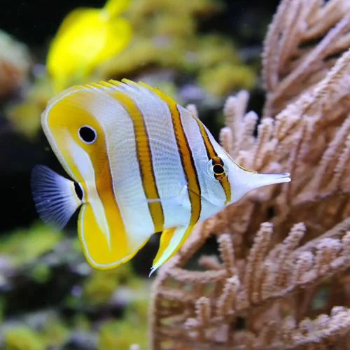mexican-caribbean-snorkeling-tour2