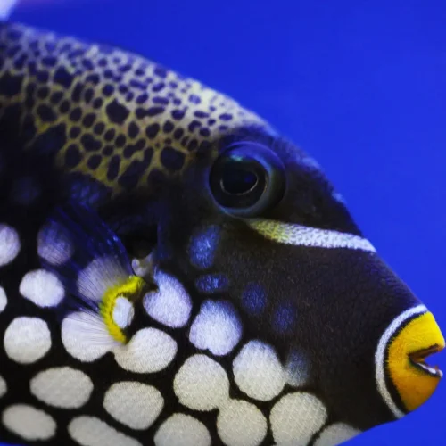 mexican-caribbean-snorkeling-tour3