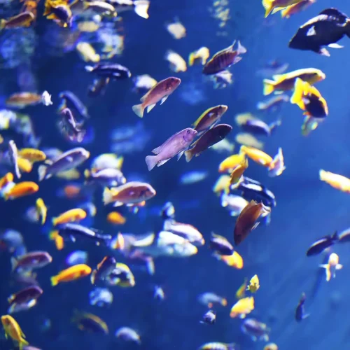 mexican-caribbean-snorkeling-tour5