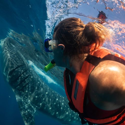 nadando-con-tiburon-ballena-isla-mujeres