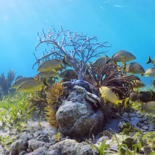 peces tropicales tour de snorkel