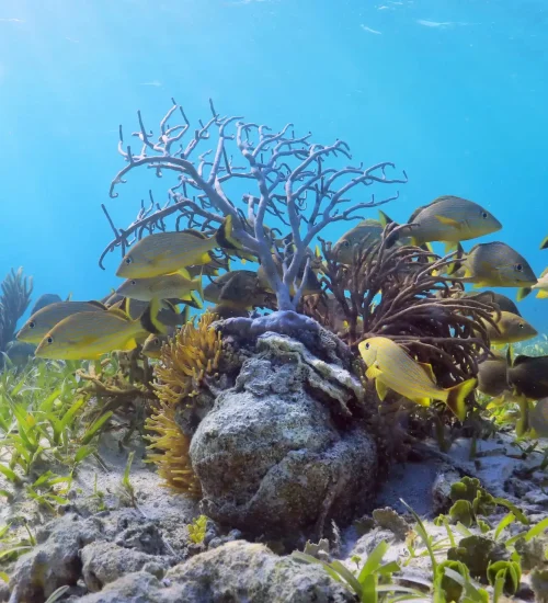 peces tropicales tour de snorkel