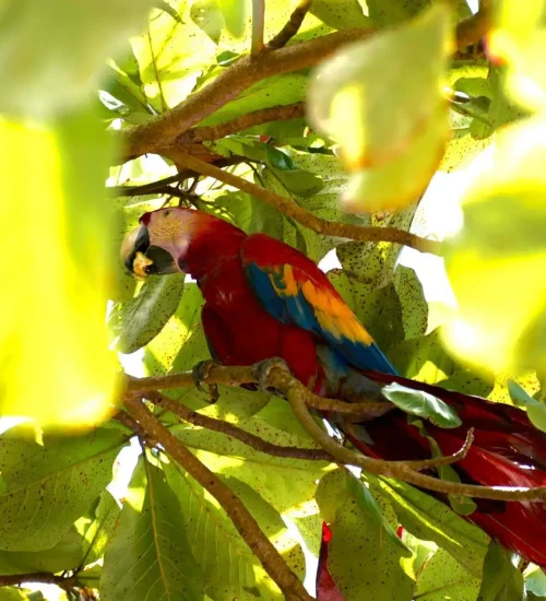 scarlet-macaw-San-Pedrillo-ranger-station-10