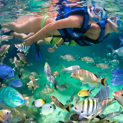 snorkel-3