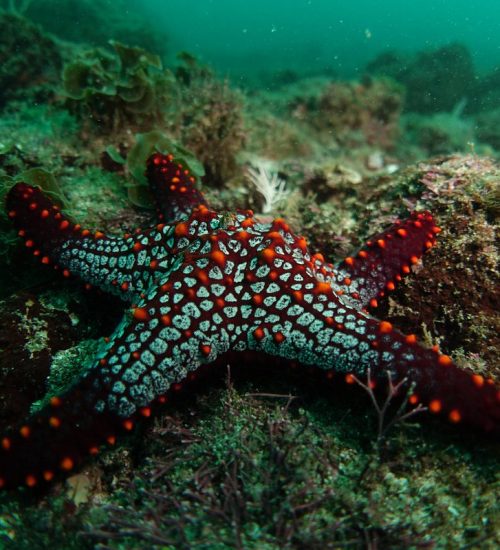 starfish