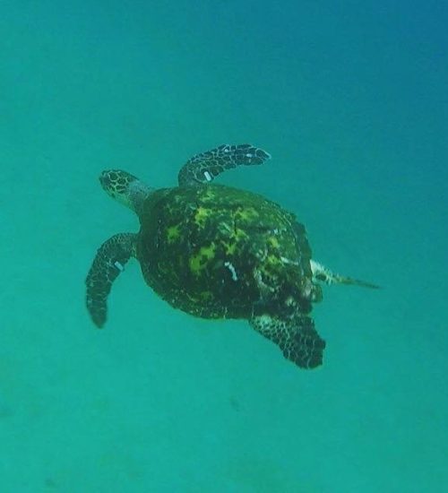 tagged-and-released-critically