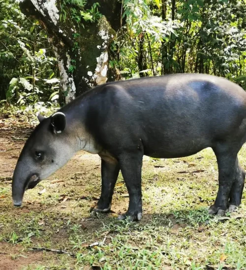 tapir-san-pedrillo-4