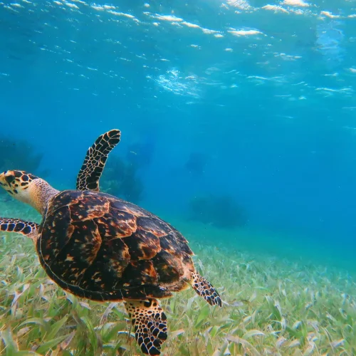 tortuga sin gente