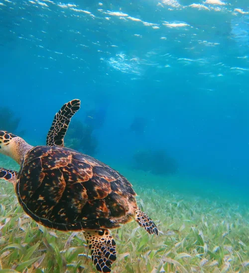 tortuga sin gente