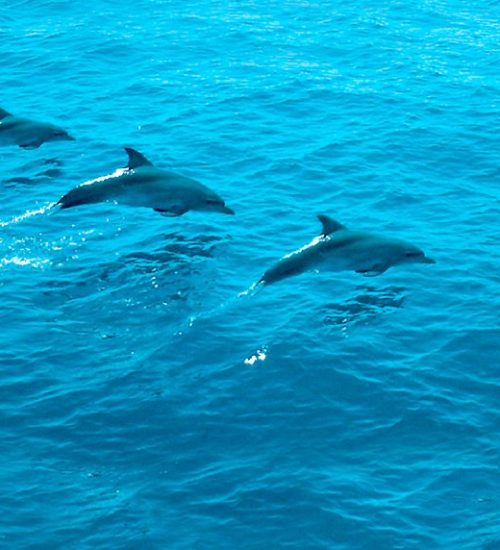 tourdelfin