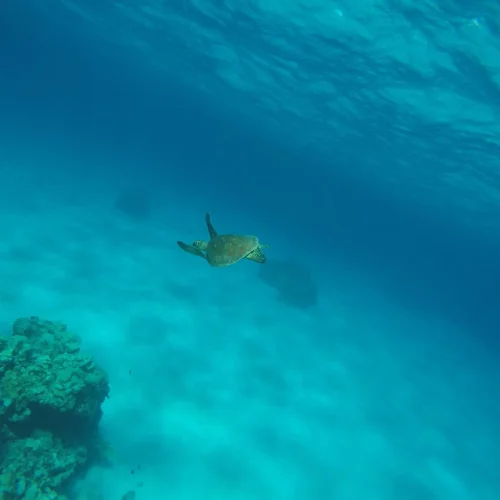 turtle