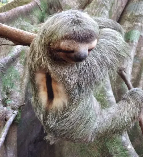 two-toed-sloth-san-pedrillo-7