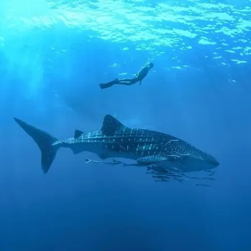 whal-shark-1