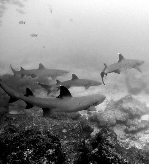 whitetip-sharks